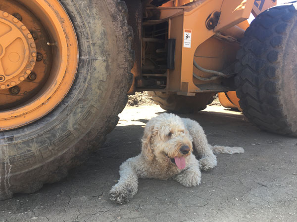Roberts Topsoil: Doggy Dirt